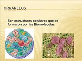 Biologia - Niveles de Organizacion de la materia