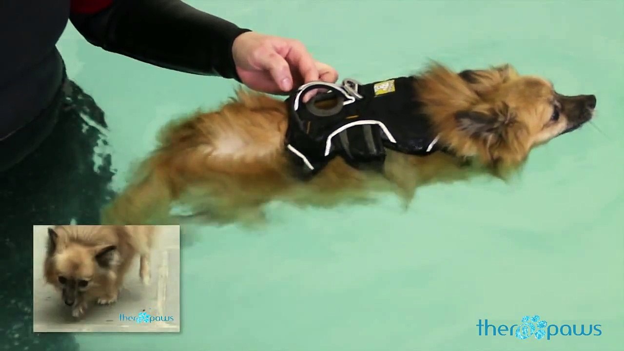 Therapaws Hydrotherapy Pool for Dogs