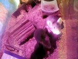 Meet my mice
