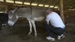 Most Expensive Cheese in the World Comes from Donkey’s Milk