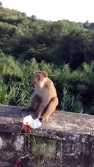 funy monkey