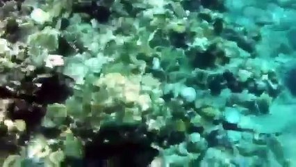 שנירקול באילת אוג׳ 2012