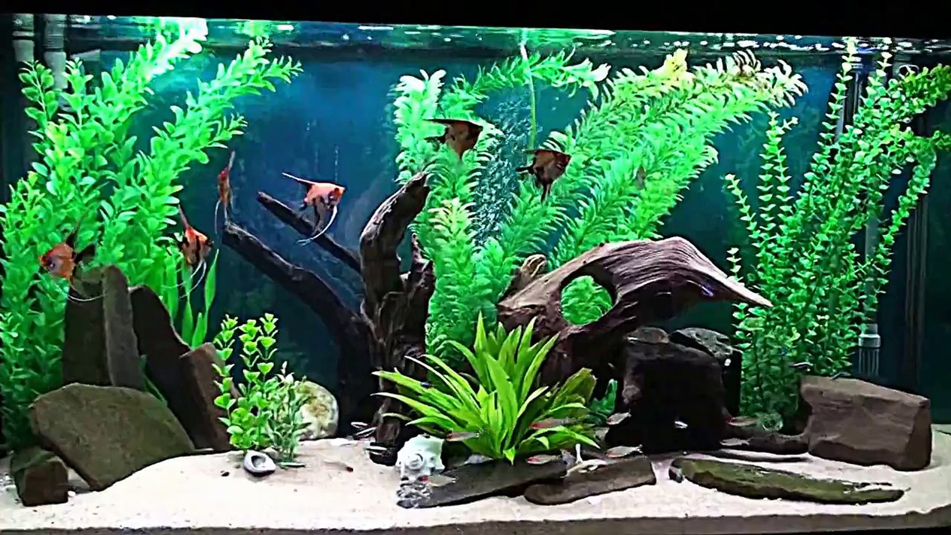 90 gallon freshwater aquarium setup
