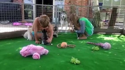 Kids playing with puppies for the first time outside