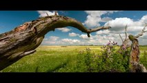 Vroege Vogels - Trailer De Nieuwe Wildernis