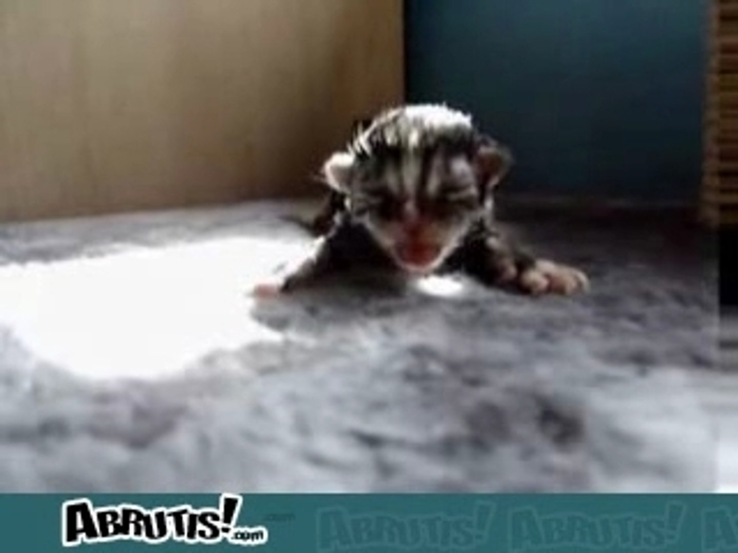 Un Chaton Qui Vient De Naitre Video Dailymotion