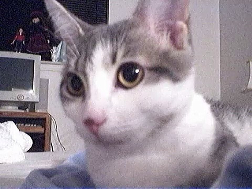 TALKING CAT