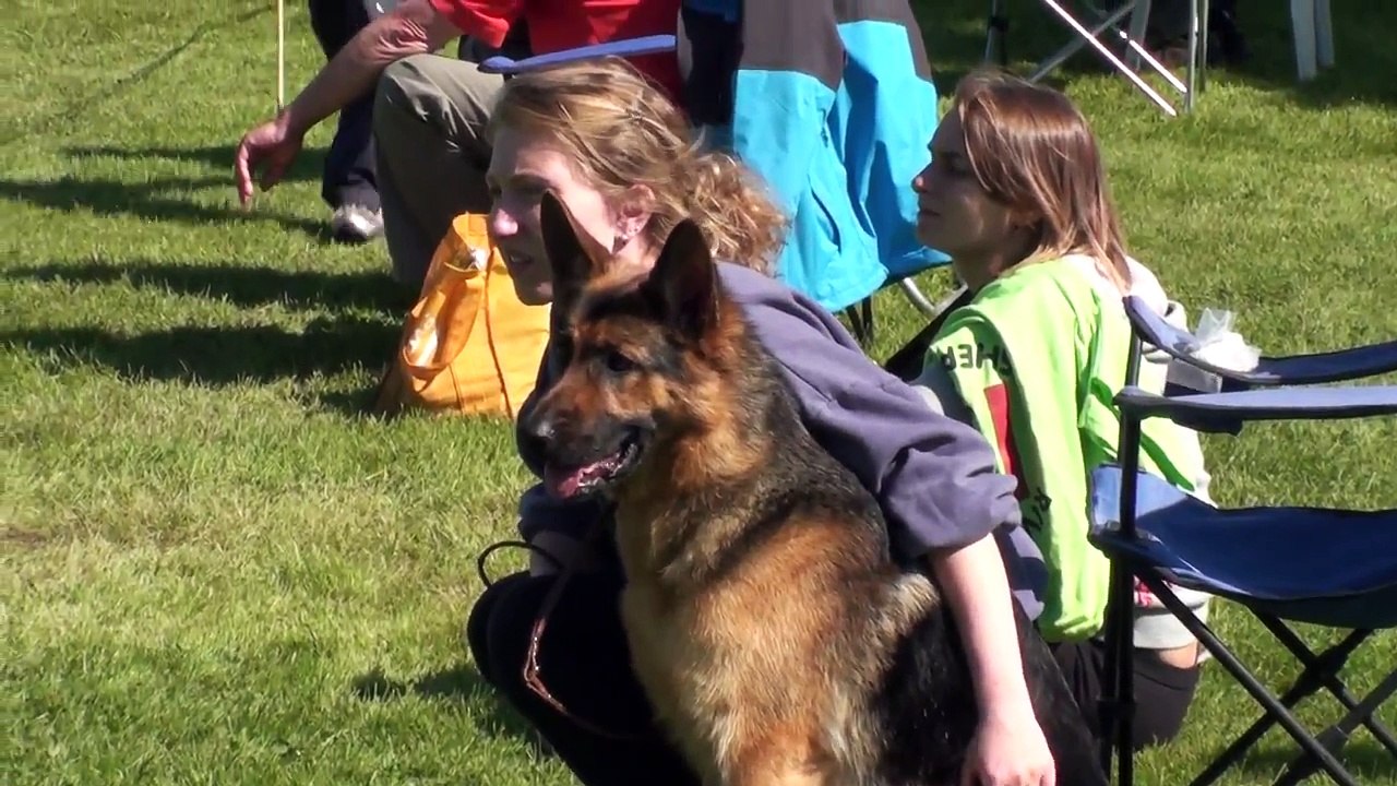 Jackie The Shepherd