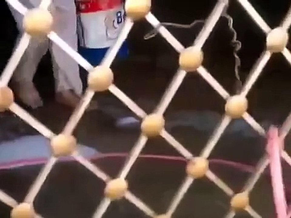 يمني يغسل أسد بسطل بويه