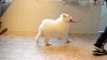 Samoyed puppy 2nd time on leash training