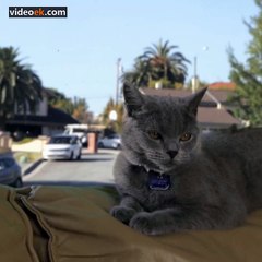 Bu Kedi Harika Dostum - Iron CAT