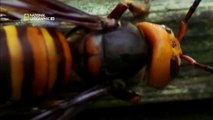 japon eşek arılarının bal arısı katliamı