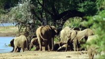 Elefantes en peligro de extinción / The elephant endangered