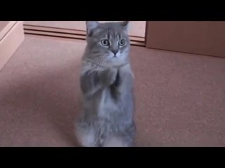 Cute Cat Begging