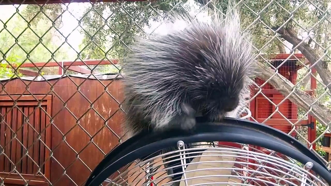 Animals at the Wildlife Learning Center