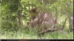 Jan 10 WildEarth Safari AM Drive: Matimba male with 2 Styx females