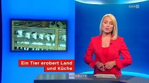 Ziegenhaltung in Oberösterreich - Oberösterreich heute (ORF) - 29.6.2013