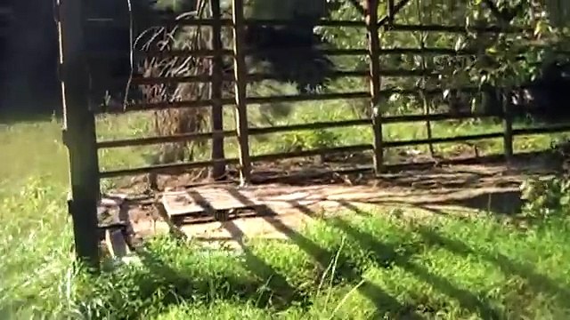 Squirrel Hunting with Gamo Silent Stalker Whisper IGT