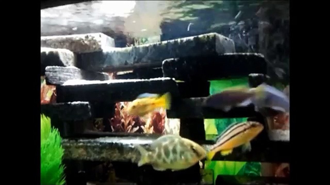 Aquário - Ciclídeos Africanos (African Cichlids) - Lago Malawi - 2012
