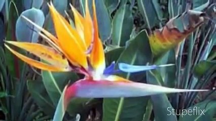 AVE DEL PARAISO FLOR TROPICAL