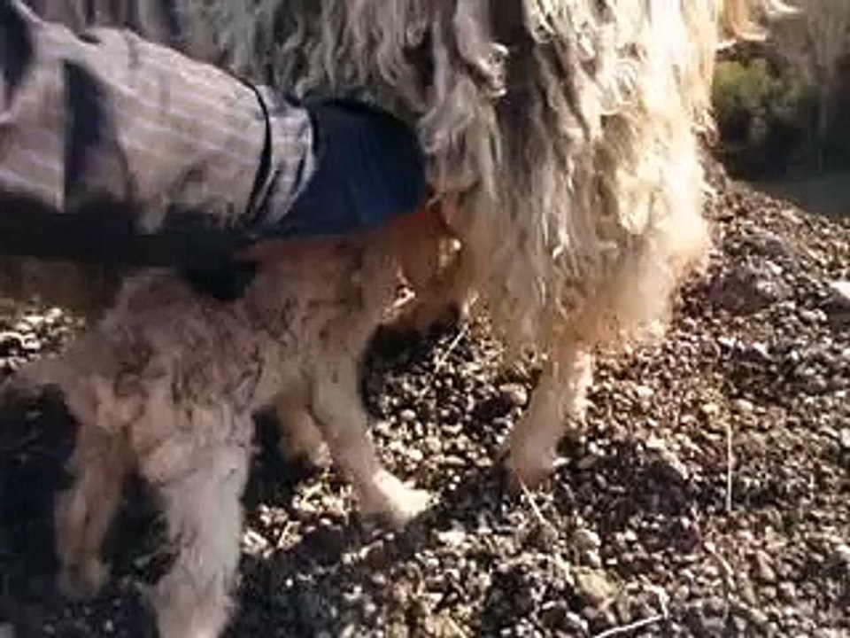 ANKARA KEÇİSİ VE YAVRULARI