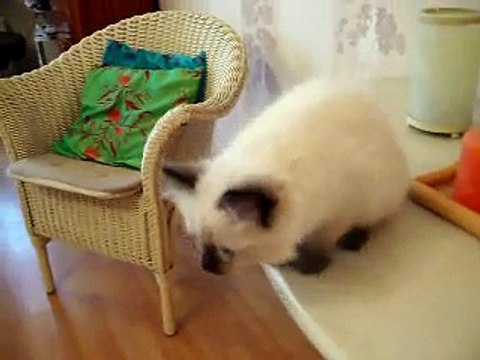 Kittens Lindy 10 weken oud BOEFJES! opname 2 dec. 2008