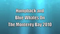 Whales on the  Monterey Bay-Photo Slideshow