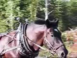 Horse Logging  - Jack