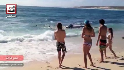 100 سمكة قرش تلتهم حوتاً على شاطئ المحيط الهندى