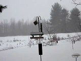 Winter snow storm - birds enjoying feeding