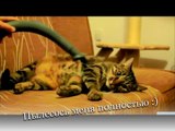 Самые смешные коты - видео приколы (Выпуск №2)