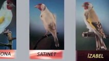 Canaryfans.com-Goldfinch mutations, طفرات طائر الحسون