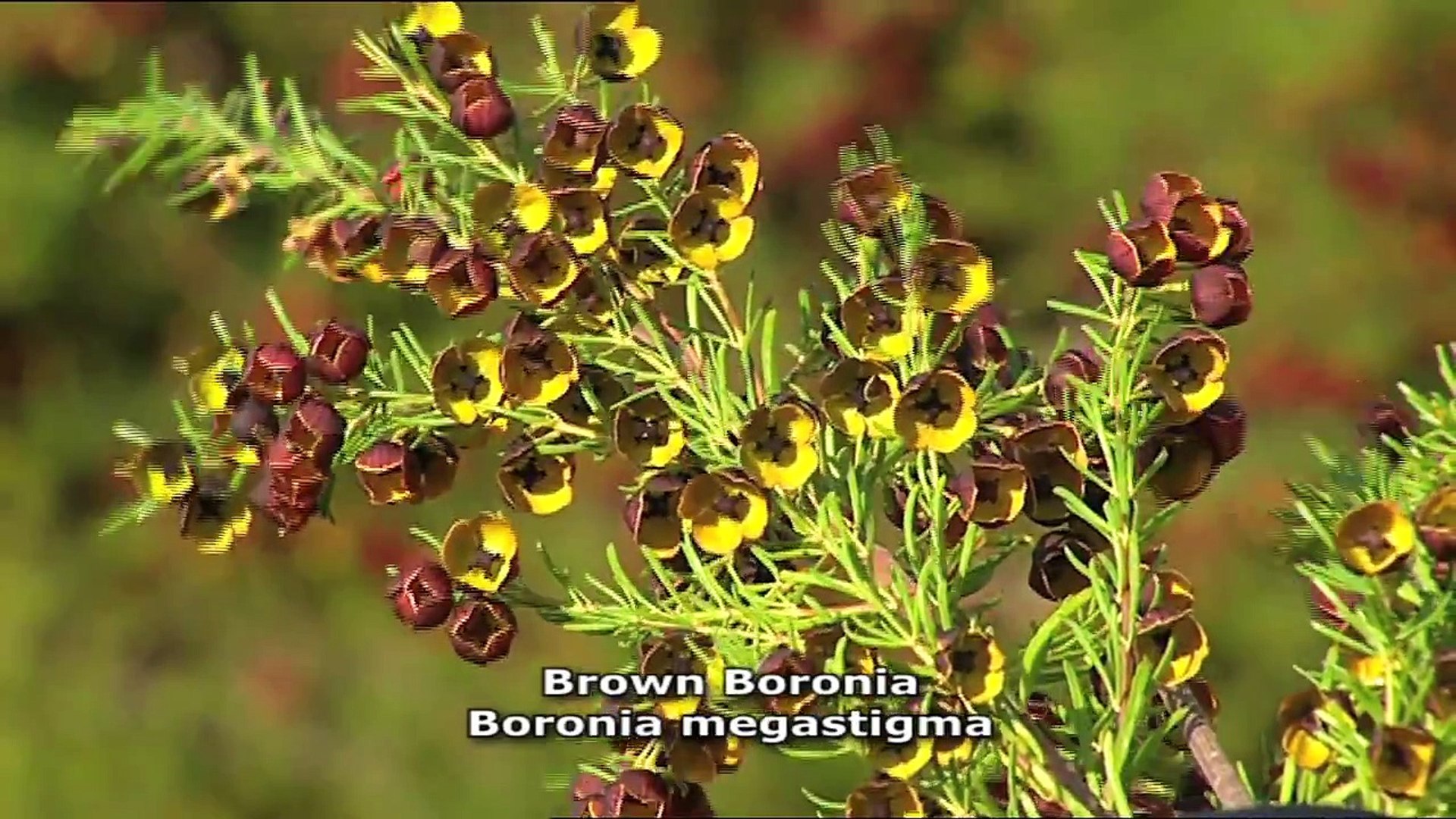 Burke S Backyard Brown Boronia Video Dailymotion