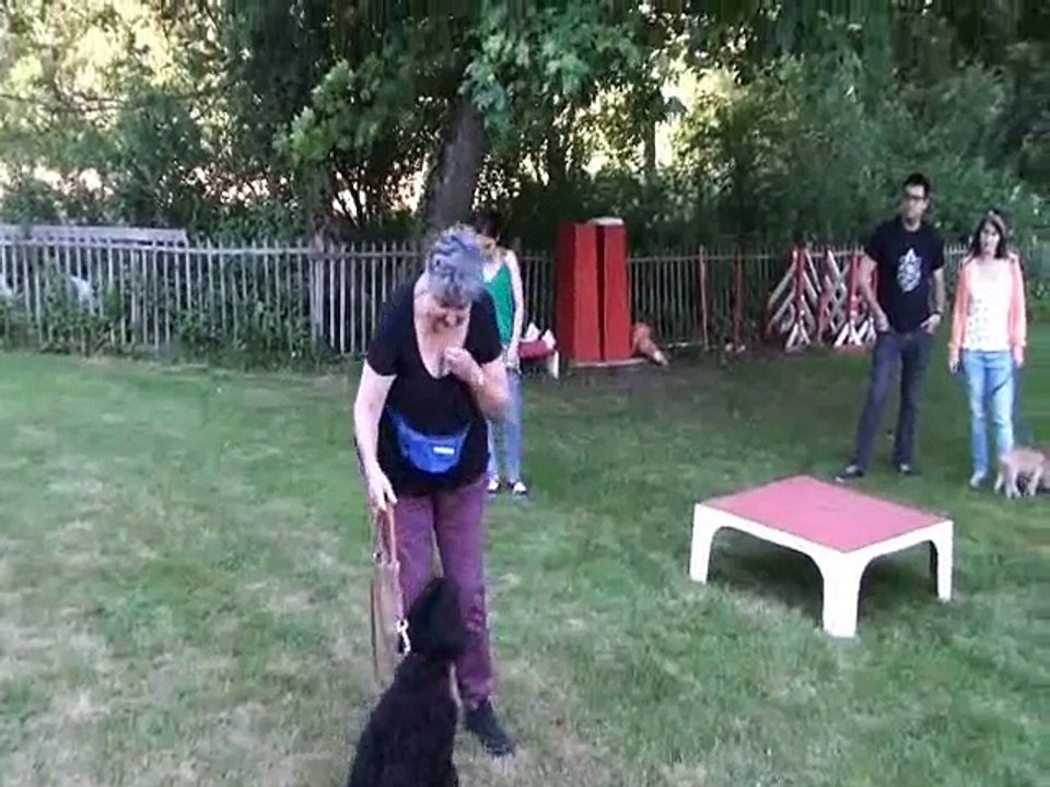 cours chiots au club d'éducation à Bellevue Suisse