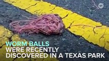These Gross Worm Balls Randomly Showed Up Around Texas