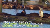 Giant Fake Killer Whale Fails At Scaring Away Pesky Sea Lions