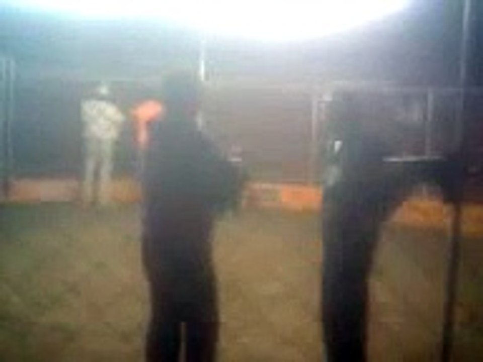 PELEA DE GALLOS - COLISEO EL GUAYABO DE ICA