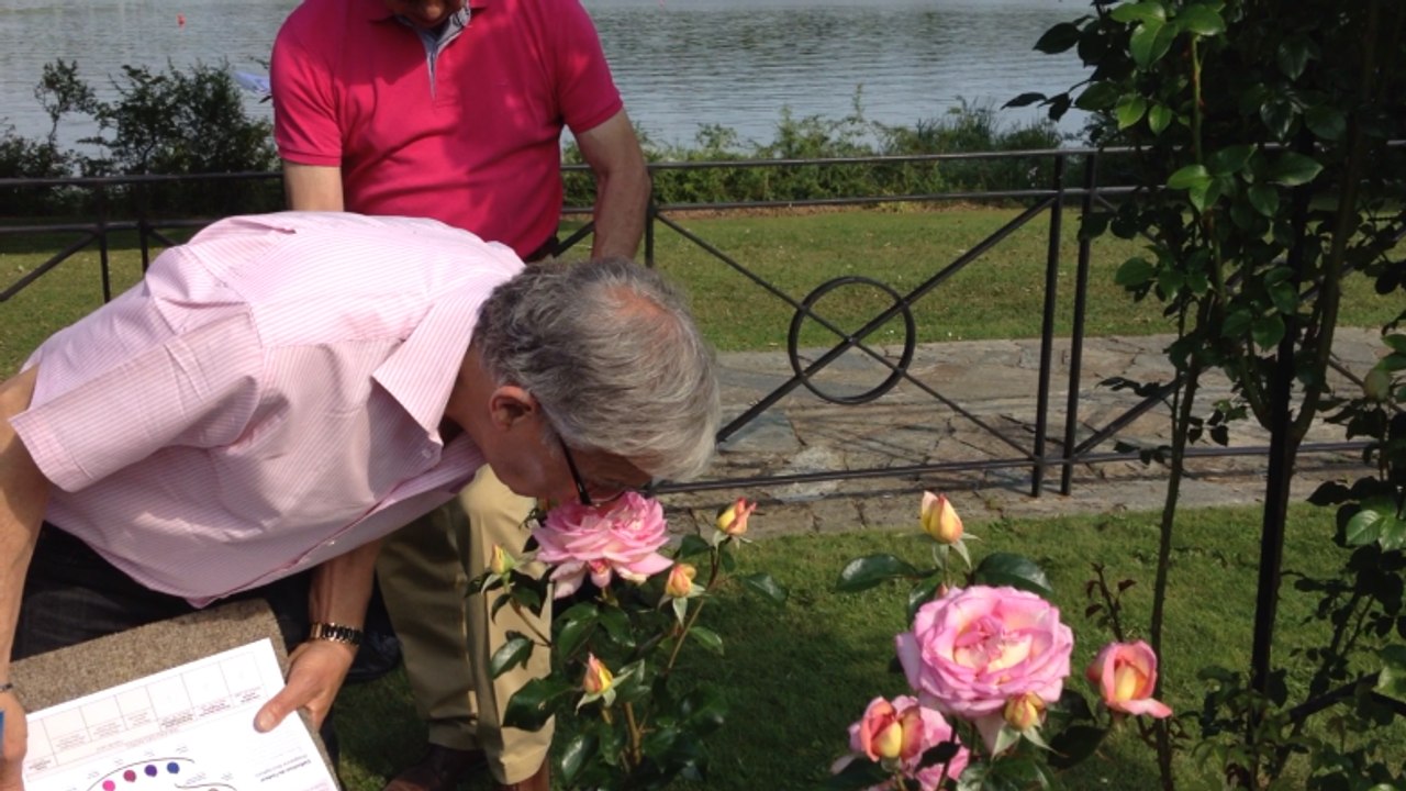 Concours de la rose parfumée