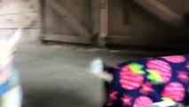Two adorable little goats are having fun in pajamas