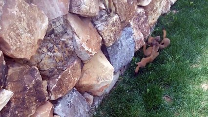 Weasels babies follow their mom