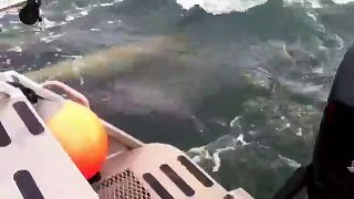 Des orques attaquent des lions de mer autour d'un bateau
