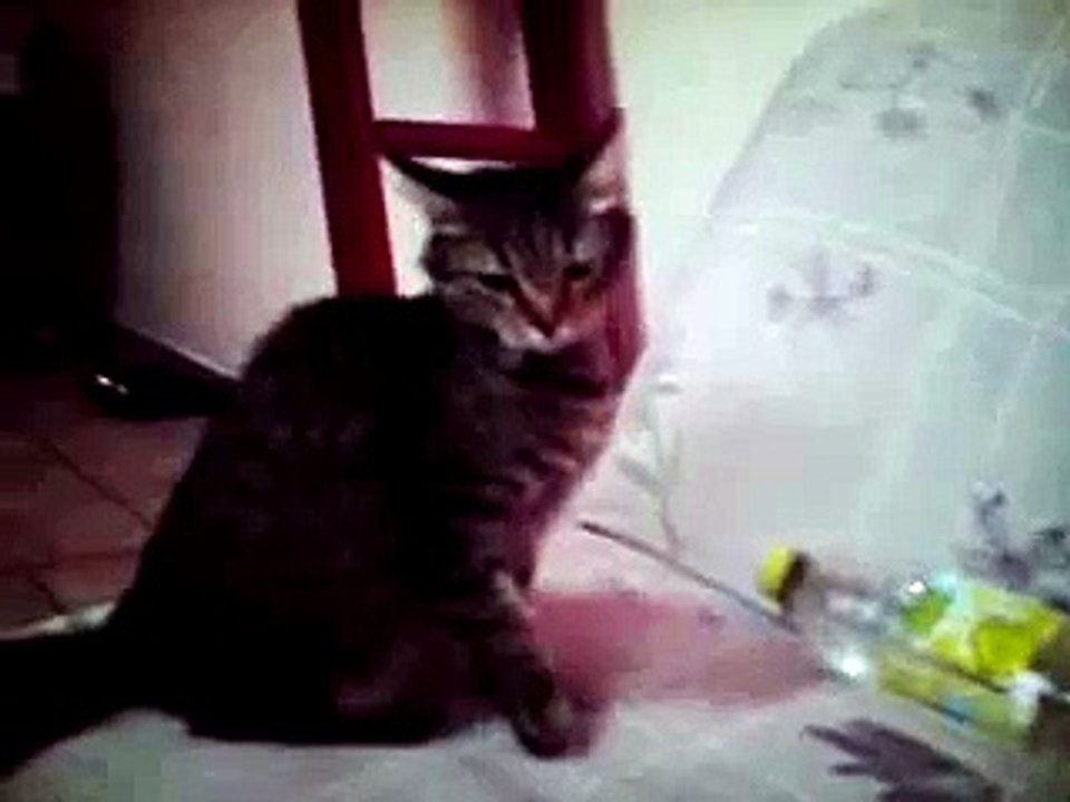 Chat qui dit maman