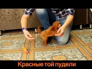 красные той пудели