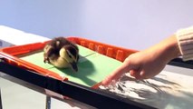 So cute duckling first bath