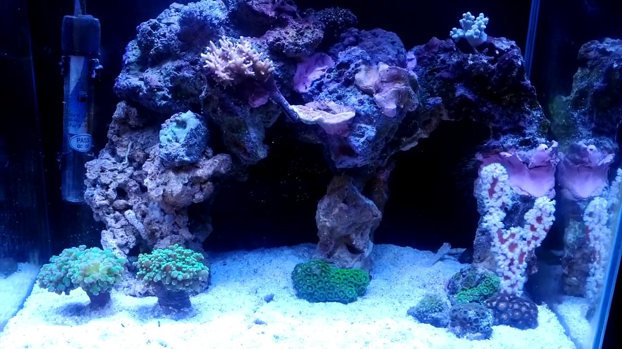 Nano Reef - Sick Aquascape