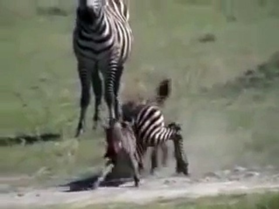 مشهد قاسي جداً من عالم الحيوانات