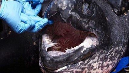 【閲覧注意】2m超えの ”化け物ガメ” の口の中ヤバすぎ