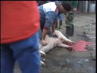 Svinjokolja 2013 Bobota - 1 deo