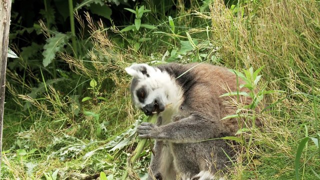 35 ans du Parc Animalier de Sainte-Croix