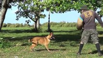Felix female 6 months old showing defense first time (no training, no experience)